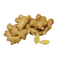 Good quality Chinese new crop fresh ginger